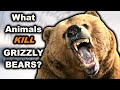 7 Animals That Can DEFEAT a Grizzly Bear In a Fight