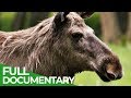 Moose - Giants of Sweden's Forests | Free Documentary Nature
