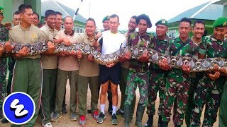 Download 61 Foto Gambar Burung Merpati Untuk Kolase Paling Keren