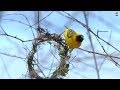 Weaver Bird building Nest - Amazing Videos | Wild Wonders