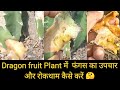 How to treat Dragon fruit fungal diseases । Fungus in Dragon fruit plant।फंगस की रोकथाम।Kisan mitra