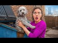 WE FOUND A LOST DOG IN A DUMPSTER...