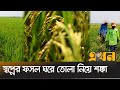 উজানে ঢলের পূর্বাভাসে আতঙ্কে হাওরের কৃষক | Paddy Harvesting | Sunamganj Haor | Ekhon TV