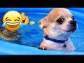 Animals Catch Humans by Surprise in the Funniest Ways 🤪 Funny Animal Videos 2026 💘 #funnycatsdogs