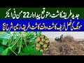 Mung Bean Summer Cultivation | Mung Bean Cultivation | Mung Daal ki Kasht | Pulses Cultivation |