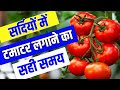 सर्दियों में टमाटर कब लगाएं || Thand Mein Tamatar Kab Lagayn