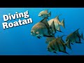 Best Diving in Roatan, Honduras | Coconut Tree Diving | Bear's Den