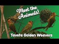 Meet the Taveta Golden Weavers