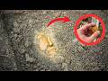 What We Found Buried Shocked the Entire World! ❌ | Weird Metal Detecting Treasure Hunt