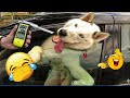Animals Catch Humans by Surprise in the Funniest Ways 🤪 Funny Animal Videos 2026 🐹 #funnycatsdogs