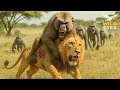 WILD SAVANNAH: RISE of the BABOON TROOP Against the Lions of the Grasslands | Wildlife Documentary