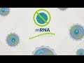 Understanding mRNA COVID-19 vaccines