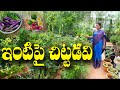 డాబాపై వనాన్ని సృష్టించా || స్వచ్ఛమైన ఆహారం పొందుతున్నాం || Terrace Garden || Rajini || Tenali