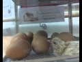 Chick Cam Live - Newly Hatched Chick!
