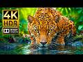 Breathtaking 4K HDR Animal World | 120fps Dolby Vision OLED TV Showcase