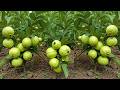 🔴LIVE: 🍐Guava Propagation Workshop: Fixing Common Failures for 100% Success🌱