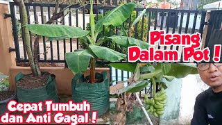 Cara menanam bonggol aglaonema agar cepat tumbuh besar. Tutorial Menanam Pisang dalam Pot | Music Jinni