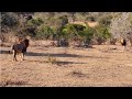 This lion brothers couldn't recognise each other for a moment
