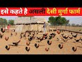 ऐसा देसी मुर्गा फार्म आप ने नहीं देखा होगा @@@IFT
