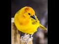 Taveta Weaver CloseUp