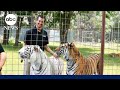 Handler killed in tiger attack during demonstration at Oklahoma preserve
