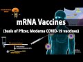 RNA Vaccines (mRNA Vaccine) - Basis of Pfizer and Moderna COVID-19 vaccines, Animation