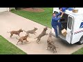 Delivery Drivers vs Animals | When Things Go Wrong