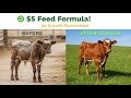 This $5 Calf Feed Formula Doubles Growth — Farmers Can’t Believe It