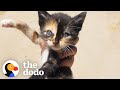 Tiny Kitten Runs Out Of Bushes To Her New Mom | The Dodo Little But Fierce