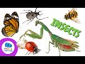 Types of Insects | Educational Videos for Children