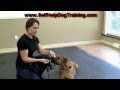 Dog Training with a Halti Collar - Intro (www.K9-1.com)