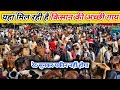 यहां मिल रही है किसान की सस्ती गाय | Cow Market | Buffalo Market | Pashu Mandi