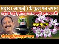 मंदार (आकड़े) के पुष्प का उपाय ll Pradeep Mishra live ll Aaj Ki Katha ll #Aakde ka Phool ll Mandarll