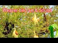 Indian weaver bird sound/Baya ki avaaj/ making nest video