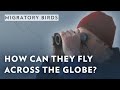 How do migratory birds manage to fly such long distances?