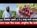 लाल भडक पैसा कडक, हे पीक लावा आणि 60 दिवसांत 4 ते 5 लाख रुपये कमवा /