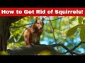 How to Get Rid of Squirrels – Fast \u0026 Easy!