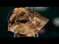 Neanderthal and Homo Erectus Tools in North America