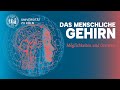 Das menschliche Gehirn: Möglichkeiten und Grenzen