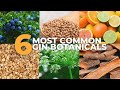 The 6 Most Common Gin Botanicals