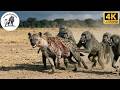 Baboon vs Hyena A Deadly Clash Between Two Savanna Dominators #animaldocumentary | Savage Kingdoms