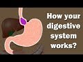 Digestive system | How your digestive system works? | Working of digestive system