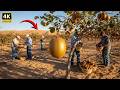 Unbelievable! Americans Tried Growing Kiwis in the Desert — The Results Shocked Millions