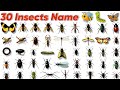 30 Insects Name in English and Hindi | बच्चों के लिए कीड़ों के नाम सीखो | Learn Insects with Picture