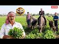 गाँव जाकर Acp ने भैंस चराने के लिए गया खेत में || CID | Latest Episode ||