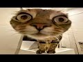 you'll get a cat after watching these