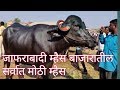 जाफराबादी म्हैस. बाजारातील सर्वात मोठी म्हैस. सांगोला बाजार. Buffalo market. Sell and buy.