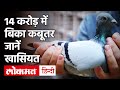 14 करोड़ में खरीदा गया Belgian का Pigeon 'New Kim', बनाया World Record, जानें खासियत