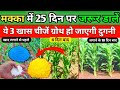 मक्का में 25-30 दिन पर डाले ये खाद, पैदावार हो जाएगी दोगुनी | Makka Me kaun si Khad dalen |