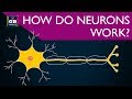 How do neurons work ? control and coordination | 10th Biology #CBSE | NCERT class 10 | Xth Science